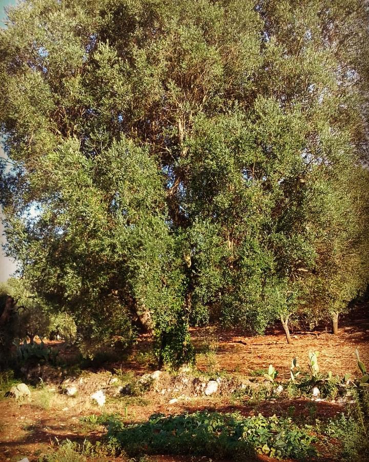 A Casa Di Clio Villa Ceglie Messapica Bagian luar foto